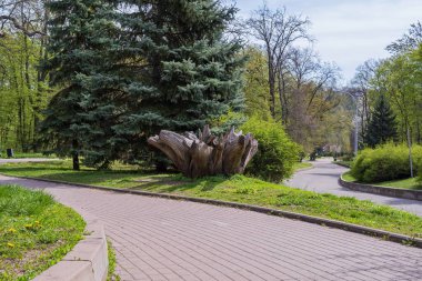 Güzel Feofaniya Parkı 'nda, baharda filizlenen ve açan ağaçların arasında dolambaçlı bir yol..