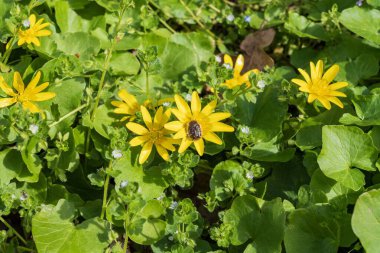 Yeşil yapraklı parlak sarı düğün çiçekleri. Çayırda çiçek açan sarı çelenk çiçeklerine yakın plan