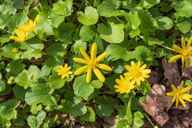 Yeşil yapraklı parlak sarı düğün çiçekleri. Çayırda çiçek açan sarı çelenk çiçeklerine yakın plan