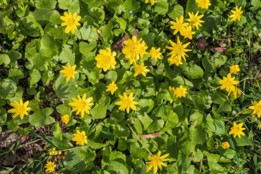Yeşil yapraklı parlak sarı düğün çiçekleri. Çayırda çiçek açan sarı çelenk çiçeklerine yakın plan
