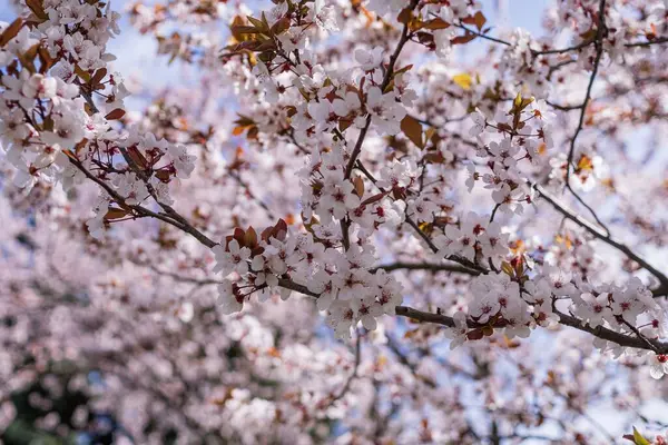 Bahar Bahçesi 'nde Kiraz Çiçeği Şubesi. Ağaçtaki bahar çiçekleri