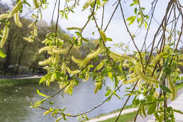 Bahar söğüdü dalları. Baharda taze yeşil söğüt çiçekleri.