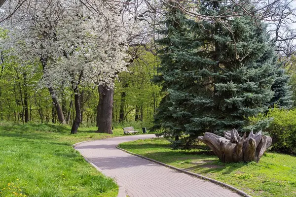 Güzel Feofaniya Parkı 'nda, baharda filizlenen ve açan ağaçların arasında dolambaçlı bir yol..