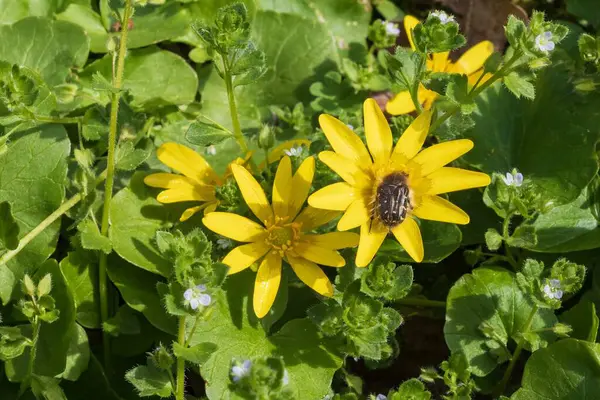 Yeşil yapraklı parlak sarı düğün çiçekleri. Çayırda çiçek açan sarı çelenk çiçeklerine yakın plan