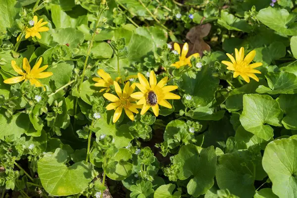 Yeşil yapraklı parlak sarı düğün çiçekleri. Çayırda çiçek açan sarı çelenk çiçeklerine yakın plan