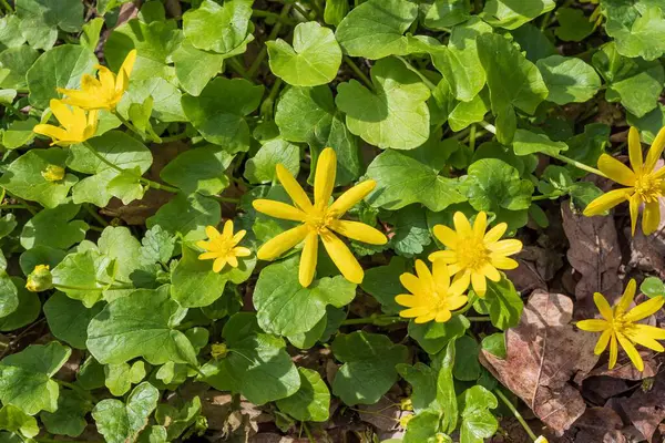 Yeşil yapraklı parlak sarı düğün çiçekleri. Çayırda çiçek açan sarı çelenk çiçeklerine yakın plan