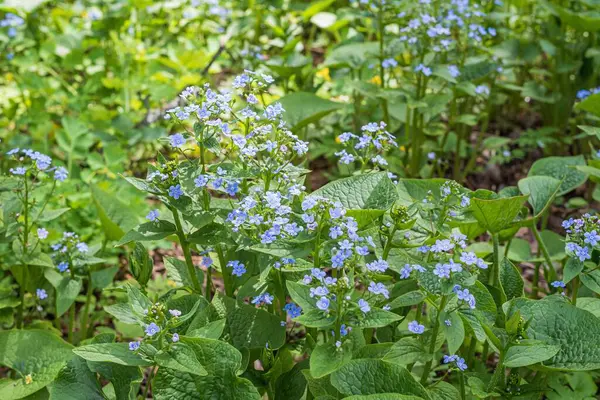 Mavi çiçekli bahar ormanı çayırı. Ormandaki vahşi beni-unutma-nots 'un yakın çekimi