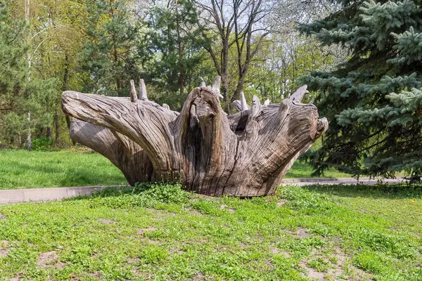 Yeşil çayırdaki ölü bir ağacın doğal heykeli. Orman Parkı 'nda Büyük Ağaç Kökü Heykeli