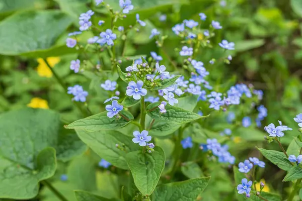 Mavi çiçekli bahar ormanı çayırı. Ormandaki vahşi beni-unutma-nots 'un yakın çekimi