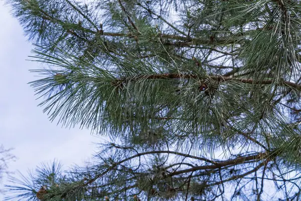 Ağaç dalındaki çam iğnelerinin yakın çekimi. Baharda Çam Ağacı Yaprakları