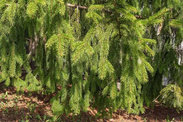 Parlak Yeşil İğneli Çam Dalları