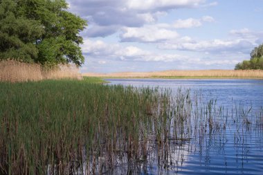 Mavi gökyüzünün altında sazlıklar ve yeşil ağaçlarla sakin bir nehrin manzarası.