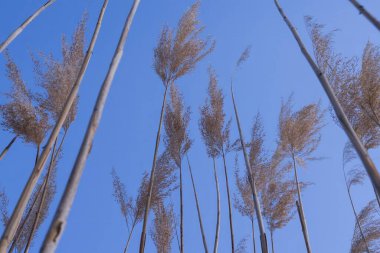 Altın Reed Takipçileri Rüzgarda Sallanıyor Doğal Dokuda