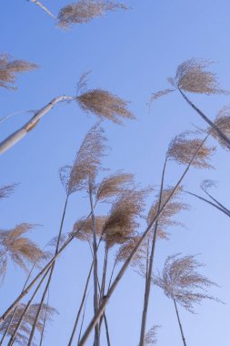 Altın Reed Takipçileri Rüzgarda Sallanıyor Doğal Dokuda