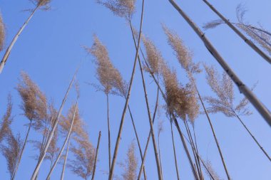 Altın Reed Takipçileri Rüzgarda Sallanıyor Doğal Dokuda
