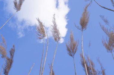 Altın Reed Takipçileri Rüzgarda Sallanıyor Doğal Dokuda