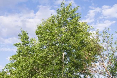 Baharda bulutlu mavi gökyüzüne karşı genç yeşil yapraklarla taçlandırılır.