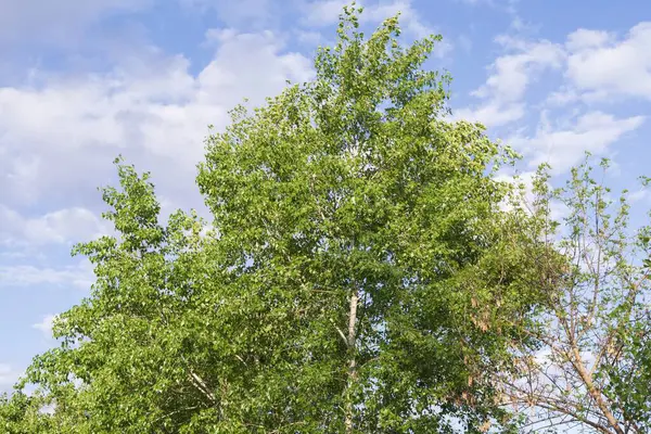 Baharda bulutlu mavi gökyüzüne karşı genç yeşil yapraklarla taçlandırılır.