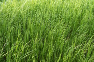 Bahar Işığında Taze Yeşil Çimen Sahası