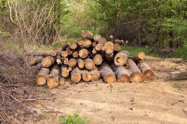Ağaçlık alanda Ağaç Gövdesi Kesimi