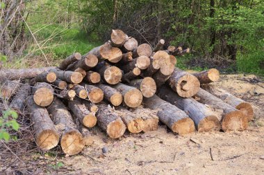 Ağaçlık alanda Ağaç Gövdesi Kesimi