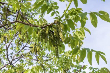 Güneşli havada açan Ceviz Ağacı Dalları