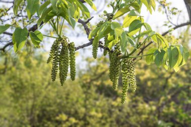 Güneşli havada açan Ceviz Ağacı Dalları