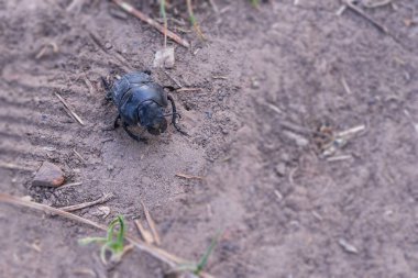 Kara böcek kuru toprakta sürünüyor. Yakın plan fotoğraf.