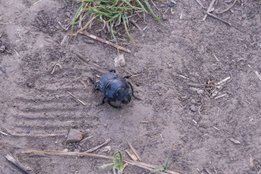 Kara böcek kuru toprakta sürünüyor. Yakın plan fotoğraf.