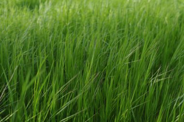 Bahar Işığında Taze Yeşil Çimen Sahası