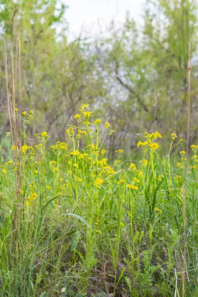 Sarı kır çiçekleri ve Yumuşak Işık Arkaplanı