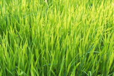 Baharın ışığında yeşil çim tarlası. Tasarım için ot dokusu. Çimenli doğal arka plan.