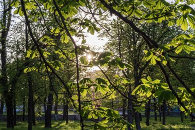 Taze Yapraklı Bahar Kestane Dalları