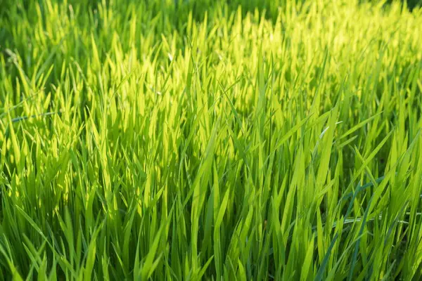 Baharın ışığında yeşil çim tarlası. Tasarım için ot dokusu. Çimenli doğal arka plan.