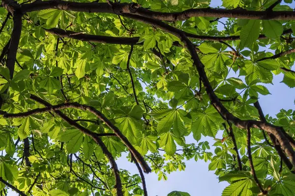 Taze Yapraklı Bahar Kestane Dalları