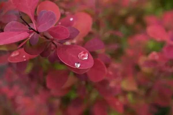 Yağmurdan sonra su damlayan kırmızı böğürtlen çalısı