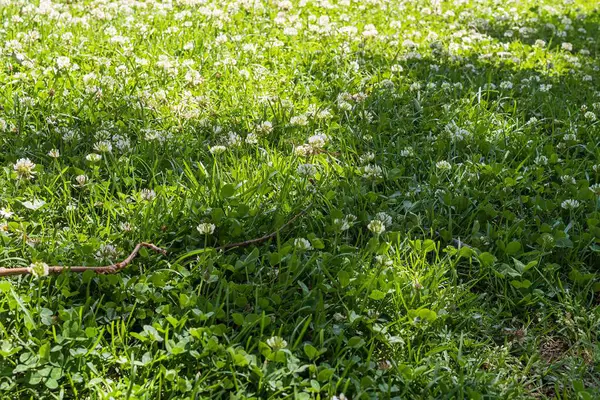 Beyaz yonca çiçekli yeşil çimenler