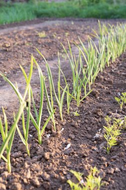 Sırayla büyüyen taze soğan filizleri.