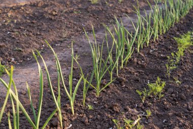 Sırayla büyüyen taze soğan filizleri.