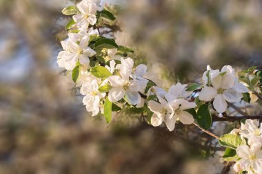 Mavi gökyüzü karşı çiçek açan elma ağacı
