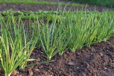 Sırayla büyüyen taze soğan filizleri.