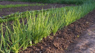 Sırayla büyüyen taze soğan filizleri.