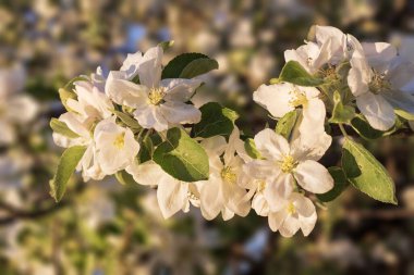 Mavi gökyüzü karşı çiçek açan elma ağacı