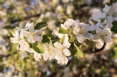 Mavi gökyüzü karşı çiçek açan elma ağacı