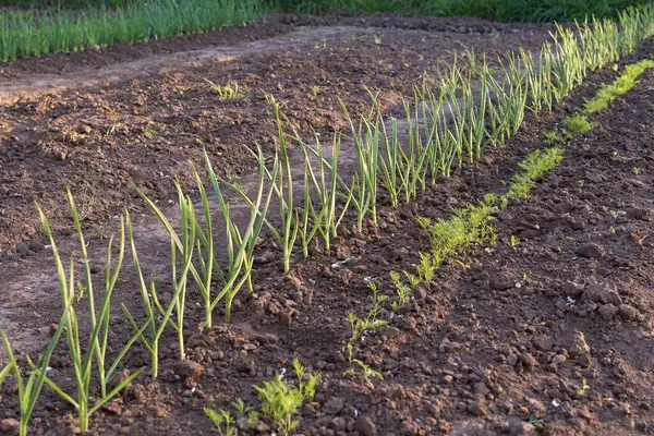 Sırayla büyüyen taze soğan filizleri.