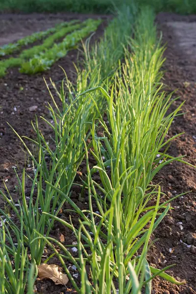 Sırayla büyüyen taze soğan filizleri.