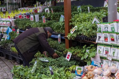 İstanbul pazarında fideleri satma süreci. İstanbul, 18 Mayıs 2025