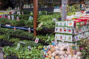 İstanbul pazarında fideleri satma süreci. İstanbul, 18 Mayıs 2025