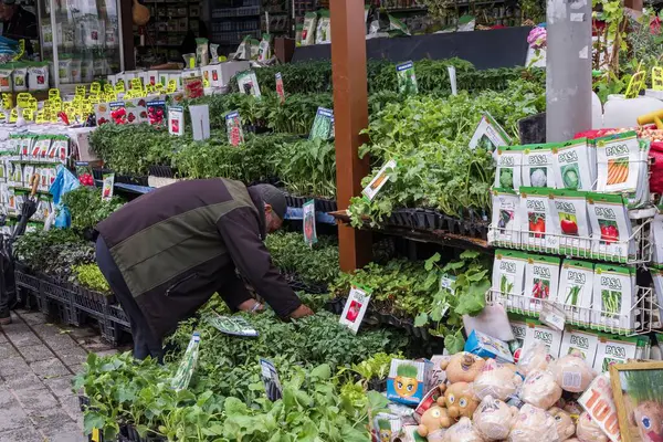 İstanbul pazarında fideleri satma süreci. İstanbul, 18 Mayıs 2025