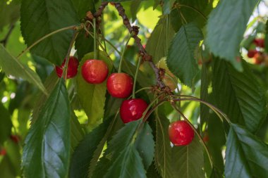 Kırmızı kirazlar güneş ışığında bir ağaç dalında sallanıyor ve olgunlaşıyor.